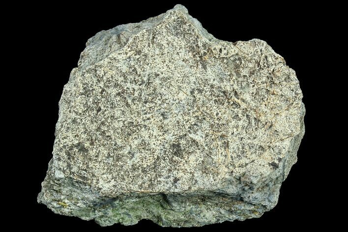 Triceratops Frill Shield Section - North Dakota #82940